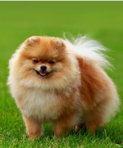 Filhote de Lulu da Pomerânia (Spitz Alemão Anão) do Canil Ouro de Minas