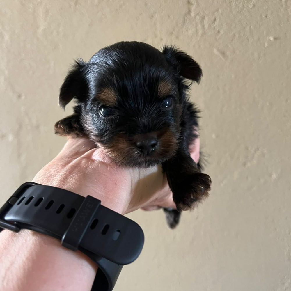 Filhote BENJI, Yorkshire Mini, do Canil Ouro de Minas